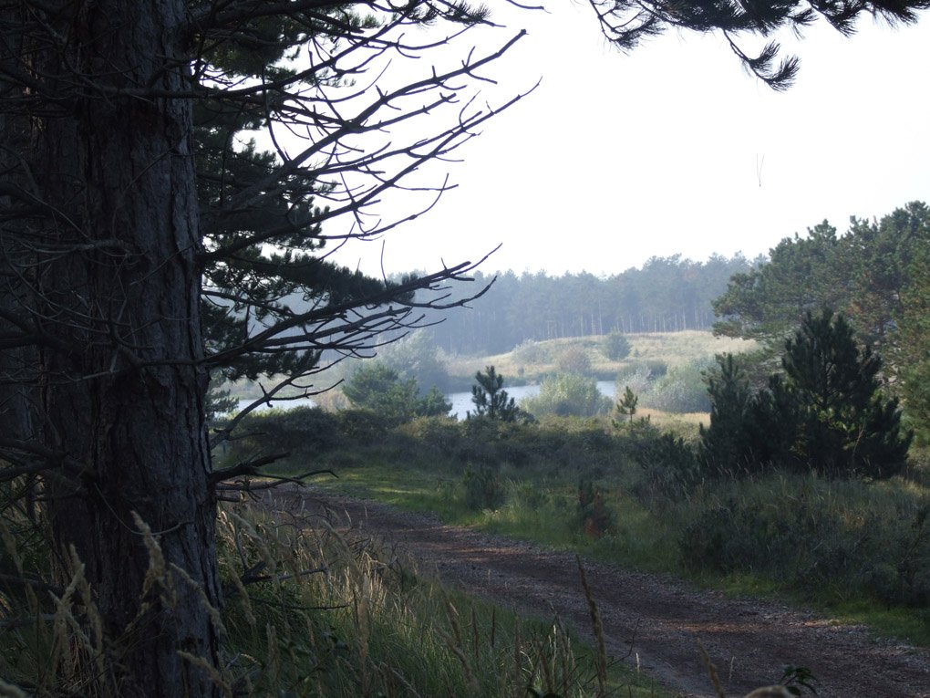Bos en natuur op Schouwen-Duiveland